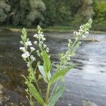 Veronica anagalloides Elinympäristö