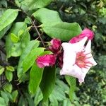 Strophanthus gratus Flower