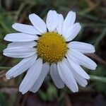 Anthemis arvensis Цветок