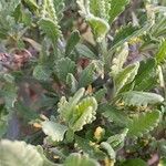 Lavandula dentata Ліст