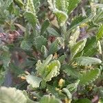 Lavandula dentata Leaf