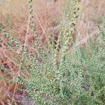 Salsola vermiculata 形态