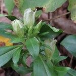 Gentiana villosa Levél