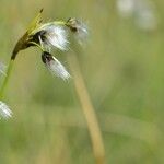 Eriophorum latifolium ফুল