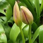 Tulipa humilis പുഷ്പം
