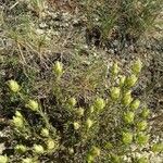 Castilleja sulphurea Hoja
