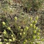 Castilleja septentrionalis Blad