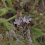 Myosotis ramosissima 花