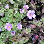 Sutera cordata Fula