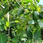 Ficus maxima List