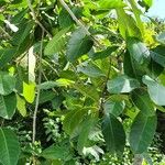 Ficus maxima Folla
