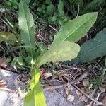 Lactuca virosa Leaf