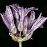Dichelostemma multiflorum Blüte