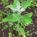 Chenopodium quinoa Лист