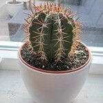 Melocactus matanzanus Rinde