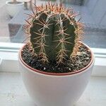 Melocactus matanzanus Kůra