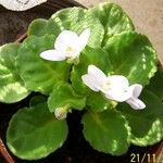 Streptocarpus ionanthus Hoja