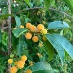 Maclura cochinchinensis Fruit