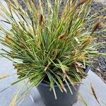 Carex morrowii पत्ता