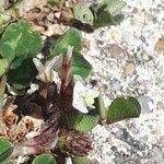 Trifolium subterraneum Λουλούδι