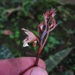 Oeceoclades maculata Lorea