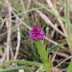 Polygala timoutou फूल