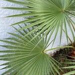 Washingtonia robusta Лист