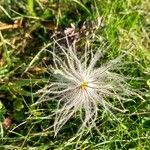 Pulsatilla alpina Flower