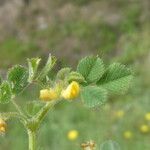 Medicago truncatula Blatt