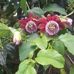 Passiflora quadrangularis Blomma