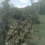 Verbascum thapsus Blatt