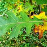 Quercus texana Leaf