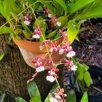 Oncidium altissimum Kvet