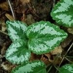 Lamium galeobdolonBlatt