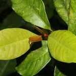 Chrysochlamys glauca Hoja