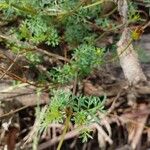 Bidens andicola Leaf