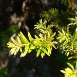 Podocarpus nubigenus 叶