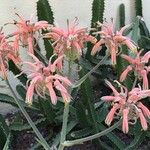Aloe immaculata Květ