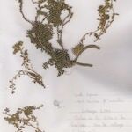 Herniaria incana Hábito