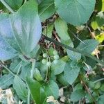 Smilax rotundifolia Fruit