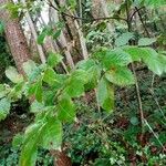 Ulmus carpinifolia Feuille