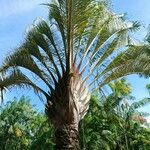 Dypsis decaryi Агульны выгляд