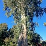 Eucalyptus globulus Schors