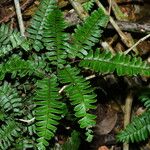 Adiantum terminatum Лист