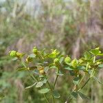 Euphorbia flavicoma Écorce