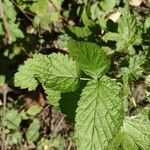 Rubus pruinosus পাতা