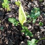 Arum italicum Blomst