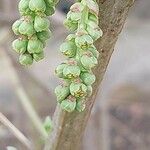 Coriaria myrtifolia 果實