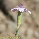 Dianthus charidemi 花