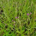 Gutenbergia cordifolia Floro